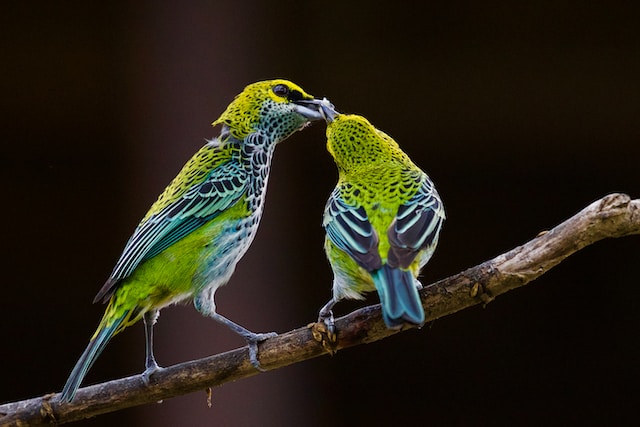 Wild Birds