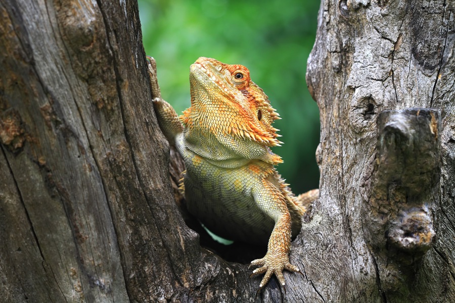 Bearded Dragon